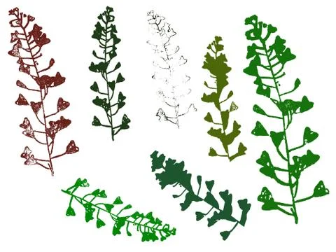 Leaves  스톡 일러스트