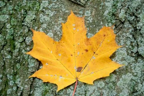 Leaves Stock Illustration