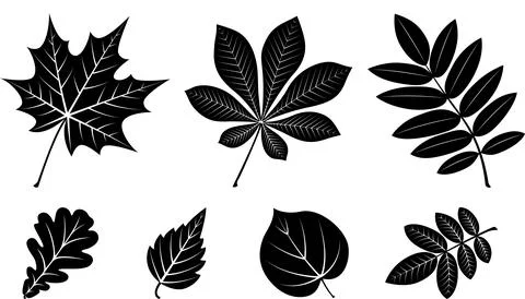 Leaves Ilustración de archivo