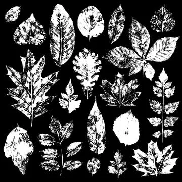 Leaves imprints set. Vector illustration Stock Illustration