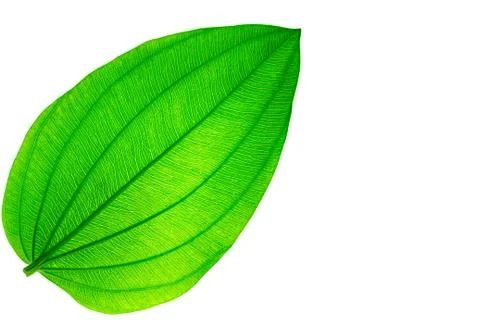 Leaves isolated alone Stock Photos