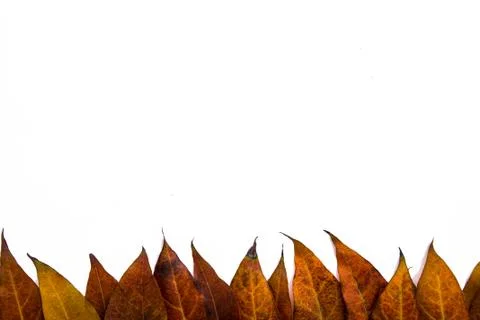 Leaves  isolated background Stock Photos