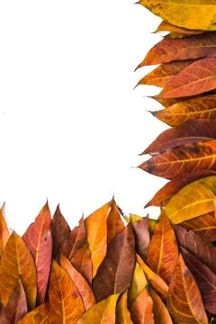 Leaves  isolated background Stock-Fotos
