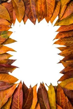 Leaves  isolated background Stock Photos