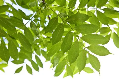 Leaves isolated Stock Photos