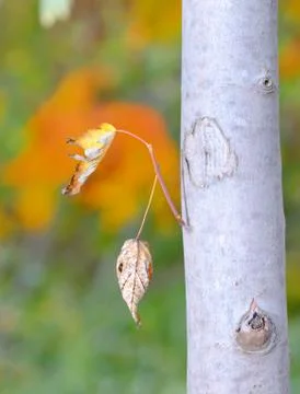 Leaves isolated Stock Photos