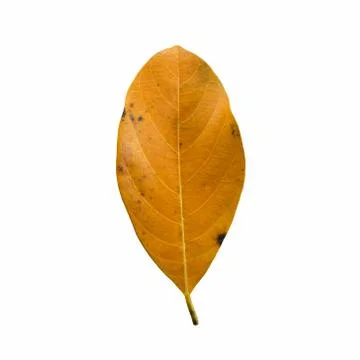 Leaves isolated Stock Photos