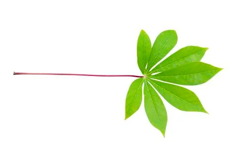 Leaves isolated on white background Stock Photos