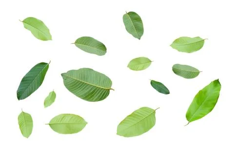 Leaves isolated on white background Stock Photos