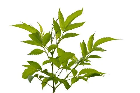 Leaves isolated on white background.. Stock Photos
