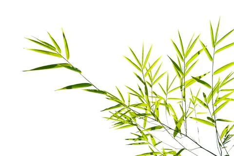Leaves isolated on white background.. Stock Photos