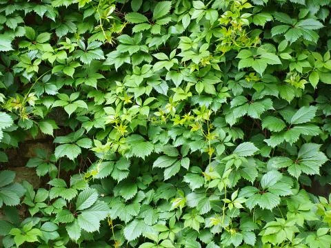 Leaves of ivy Stock Photos