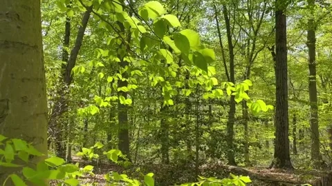 Leaves just after a recent rain Stock Footage 242386340