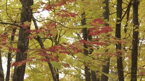 Leaves just starting to turn 動画素材 100137737