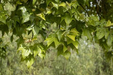 Leaves of the lacebark tree, Stock Photos