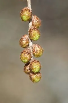 Leaves of larch tree Stock Photos