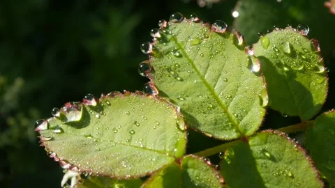 Leaves with large drops of dew. Macro Vídeo Stock 135255644