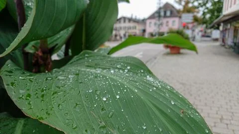 Leaves of a  with large drops in selective focus. Houses and the street are v Stock Photos