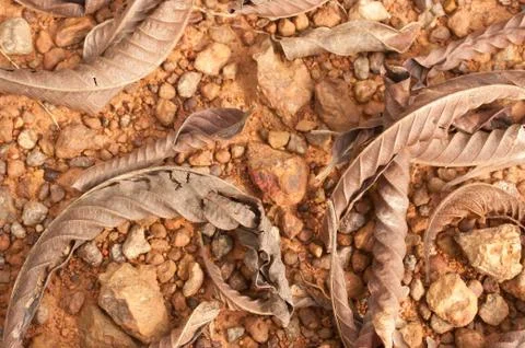 Leaves  on laterite. Stock Photos