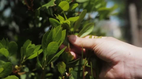 The leaves of laurel tree blowing in the wind. Green background. Hand picking Stock Footage 194571410