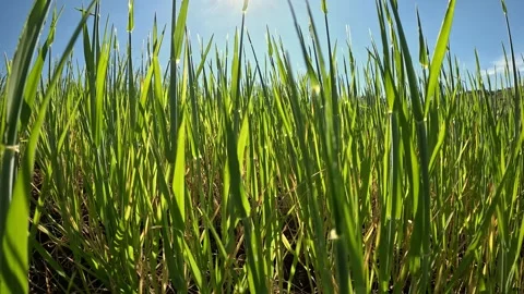 Leaves on the lawn Stock Footage 273566250