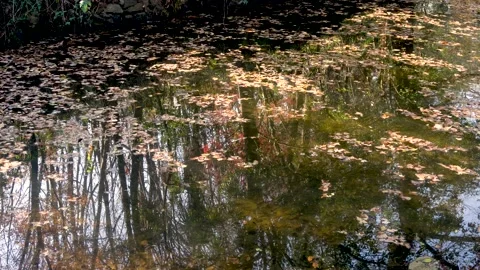 Leaves leaves and forest reflections in the pond Stock Footage 167748985