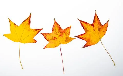 Leaves with leaves and leaf pattern. Leaves beside leaf texture. Autumn Stock Photos