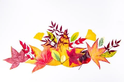 Leaves with leaves and leaf pattern. Leaves beside leaf arrangement. Autumn Stock Photos