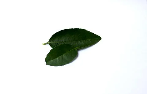 Leaves of lemon. Stock Photos