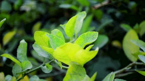 Leaves of a lemon tree Stock Footage 93782014