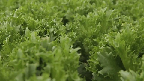 Leaves of lettuce collected in round small formations common cabbage Stock Footage 76780176