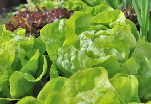Leaves of lettuce Stock Photos