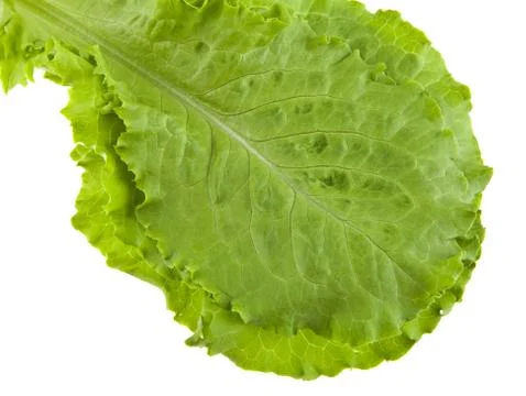 Leaves of lettuce Stock Photos