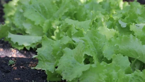 Leaves of lettuce in the rain. Stock Footage 84226694