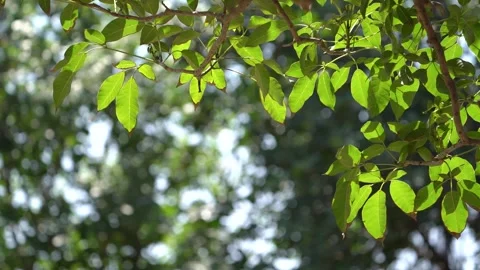 Leaves with light 01 Stock Footage 258024393