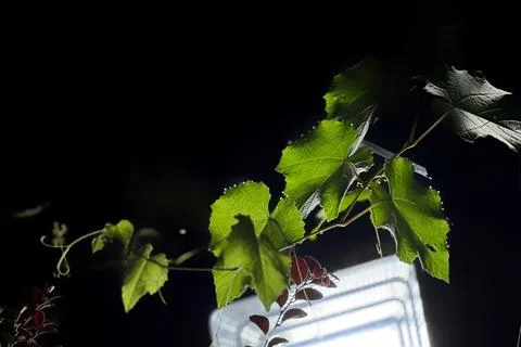 Leaves With Light And Shadows Fotos Stock