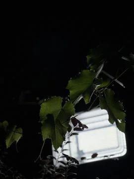 Leaves With Light And Shadows Stock Photos