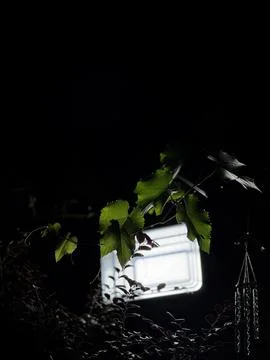 Leaves With Light And Shadows Stock-Fotos