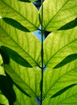 Leaves in light concept Stock Photos