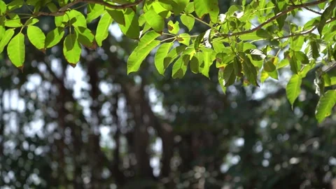 Leaves with light Video stock 258024576