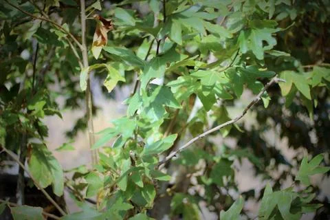 Leaves of Light Stock Photos