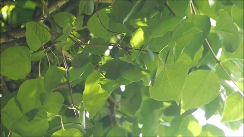 Leaves of the lilac tree Stock Footage 134829956