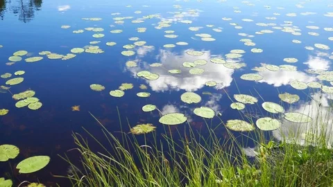 Leaves Lilies Float On Lake Surfaces Where Reflect Sky And Clouds 4K Stock Footage 84635441