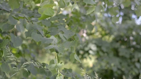 Leaves Lime Tree Tilia in the Wind Video stock 104013285