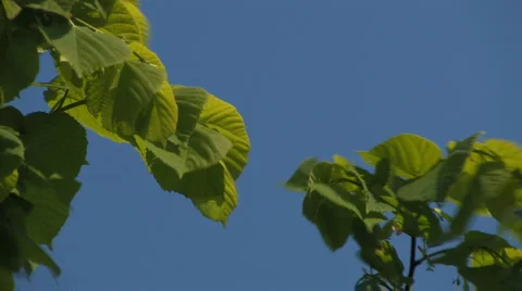 Leaves of a limewood tree with insect in wind Stock Footage 4714066