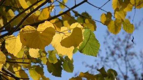 Leaves of linden Stock Footage 70096533