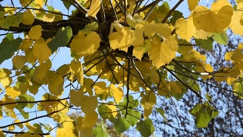 Leaves of linden Stock Footage 70096600