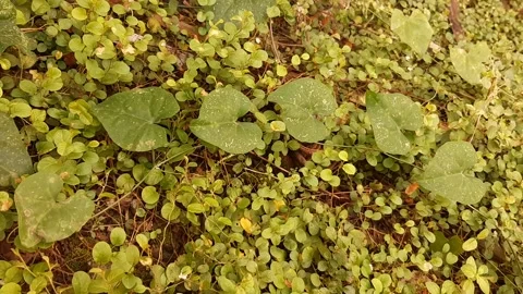 Leaves in Line Video stock 238985868