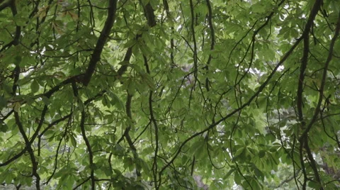 Leaves on long branches Stock Footage 65493700