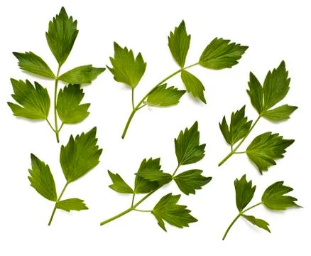 Leaves of lovage Stock Photos